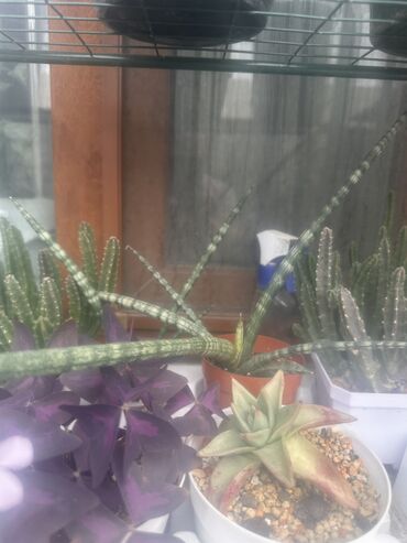 Другие комнатные растения: Комнатные растения — 11