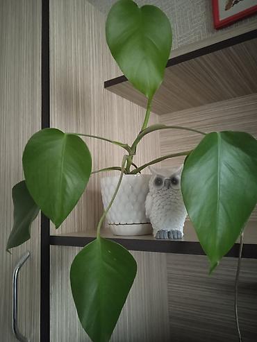 Otaq bitkiləri: Сциндапсус N-Joy — 7