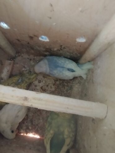 Balıqlar: Vaxtim olmadığı ucun satiram aktiv quslardir altında 3 balasi var