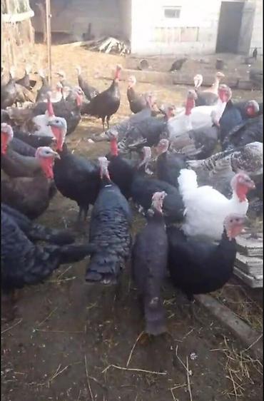 koməyə tələsən itlər: Salam alekum çox gözəl sağlam heyvandırlar sağlamlığına söz ola bilməz — 2