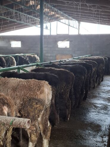 Коровы, быки: Продаю | Бык (самец) | Швицкая | На откорм | Племенные — 4