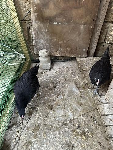 Toyuqlar: Toyuq, Australorp, Damazlıq — 4