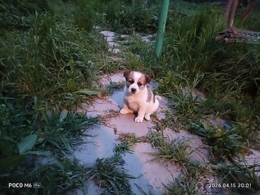 Отдам даром собаку: Щенки -дворняжкиДевочки все 5-недель,звотночки- будут среднего — 7