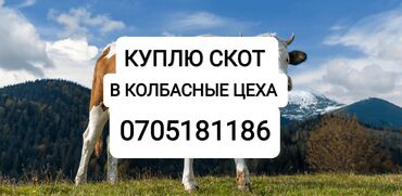 купля продажа животных: Куплю | Коровы, быки, Лошади, кони, Другие с/х животные | Круглосуточно, Любое состояние, Забитый