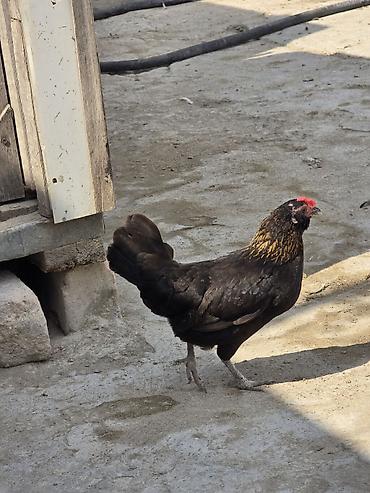 yaponka toyuqlari: Xoruz, Yapon, il: 1, Ödənişli çatdırılma — 7