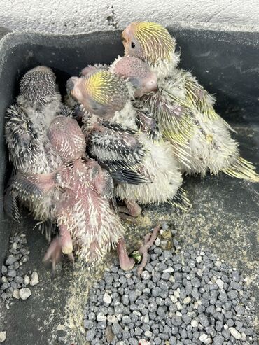 Tutuquşları: Təmiz qan ayağı üzüqlü qəydiyatlı altı balalı çexler cütlükler — 12