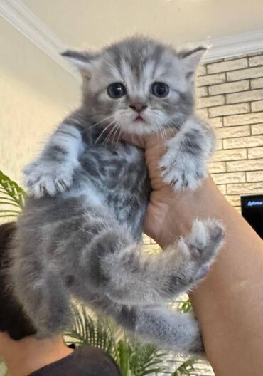 Pişiklər: Şotland — 8