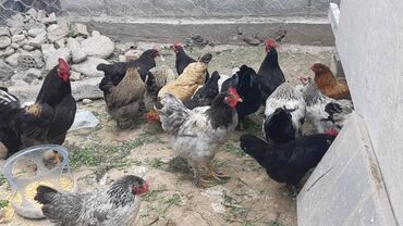 Куры, петухи: Продаю | Куры, Петух, Цыплята | Домашняя | На забой, Для разведения, Несушки — 4