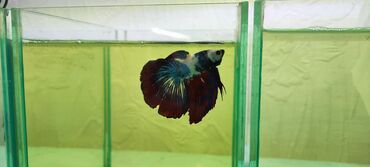 Рыбы: Петушки Betta splendens, веерохвостые (halfmoon/rosetail тип). Яркие — 10
