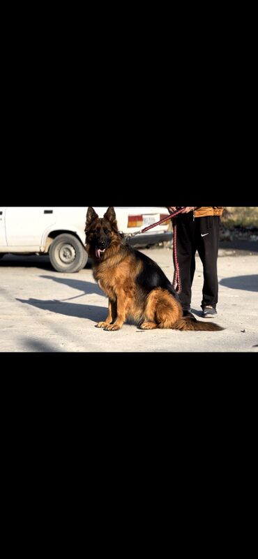 İtlər: Alman çoban iti, 2 il, Dişi, Peyvəndli — 4