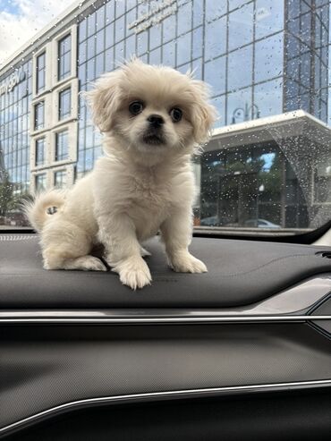 alman çoban köpeği: Пекинес, 4 месяца, Самка, С прививками