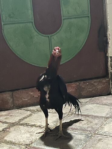 cins inekler azerbaycanda: Super heyvandı 10 aylığdı barterde var yaxsı heyvan ilə