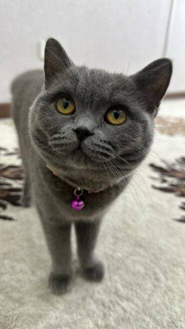 британская плюшевая кошка: Продаю кошку в очень хорошие руки, британской породы, ей 10 месяцев