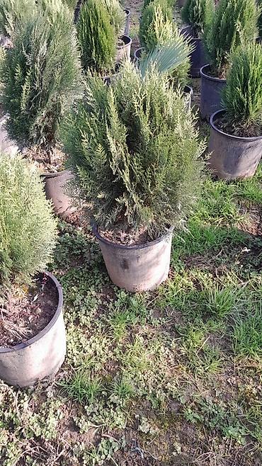 palm: Limon şam ağacı– dekorativ iynəyarpaqlı Lelandra Sekas Finik Tuya — 9