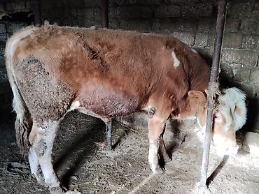 Dana, buzov: Simental tipli dana - Cins: Simental tipli, ətlik istiqamət - Rəng — 6