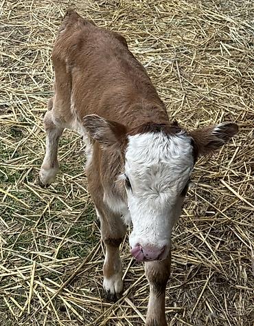 Коровы, быки: Продаю | Тёлка | На откорм — 6