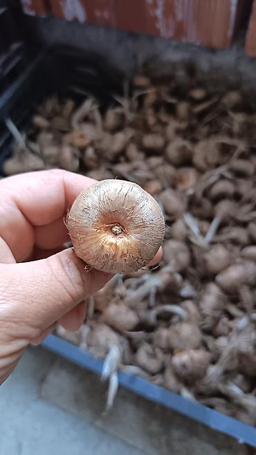 dibçək güllərinin satışı: Produkt: Zəfəran/ (Crocus sativus) soğanaqları İri və qarışıq ölçüdə — 2