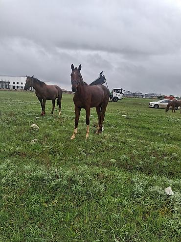 Лошади, кони: Продаю | Кобыла (самка) | Рабочий — 2