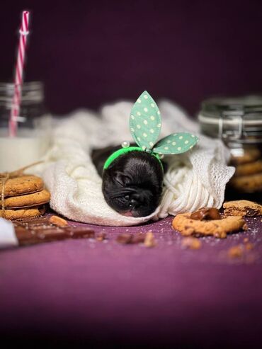 Psi: Predstavljamo VRHUNSKO leglo FRANCUSKOG BULDOGA od 3 prelepa dečaka i — 6