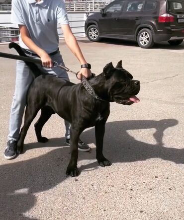 İtlər: Kane-Korso, 3 ay, Erkek, Sənədli — 16