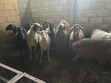 котные матки: Продаю | Овца (самка) — 3