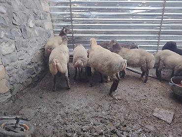 pişik yemi topdan: Salam təmiz Qurbanlıq 8 - 9 - aylıq ərkək quzulardır diri çəki satılır — 4