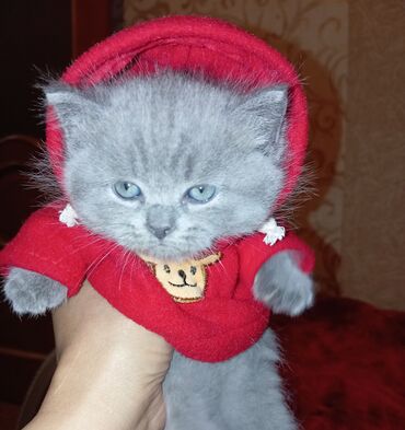 it geyim: Boz tüklü balaca pişik üçün qırmızı kapüşonlu sviter - Model: balaca lalafo.az -da it geyim: Boz tüklü balaca pişik üçün qırmızı kapüşonlu sviter - Model: balaca