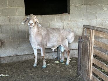 продажа баранов в бишкеке: Сатам | Кочкор (эркек) | Арашан | Көбөйтүү үчүн | Асыл тукумдуу