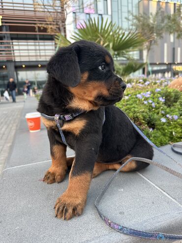 İtlər: Rotveyler, 1 ay, Erkek -da lalafo.az — 18 İtlər: Rotveyler, 1 ay, Erkek — 18