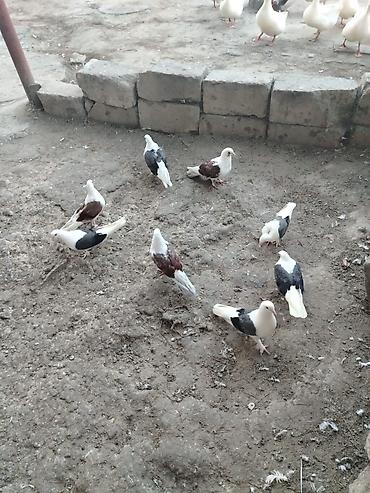 Голуби: Quşlar satılır cemi 8denedir 5 göy çəp 3 qırmızı çep 160 son qiymət — 1