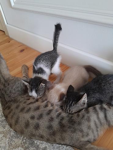 коротколапые коты цена: Котята. Жалал-Абад, Манас. отдам даром. возраст 2 мес — 1