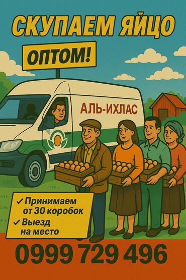 Молочные продукты и яйца: 🔔 СКУПАЕМ ЯЙЦО ОПТОМ 🔔 КФХ Аль-Ихлас принимает куриные яйца от 30