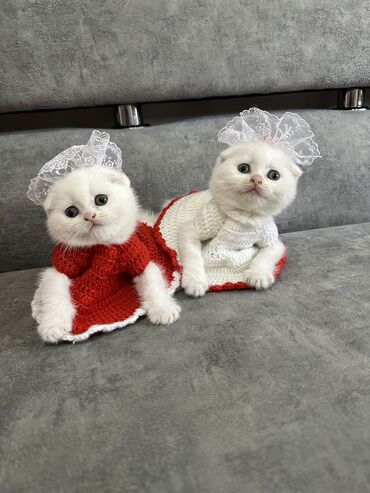 pisiklerin cutlesmesi: Şinşilla, Dişi, Erkək, Yaxşı əllərə, Ünvandan götürmə
