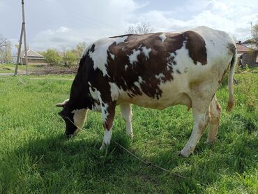 Коровы, быки: Продаю | Корова (самка), Тёлка | Полукровка, Голштин, Алатауская | Для разведения, Для молока | Стельные