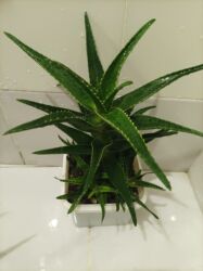 Digər bitkilər: Aloe vera — 3