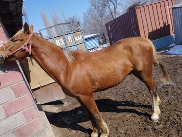лошад: Продаю | Конь (самец) | Дончак | Конный спорт | Племенные