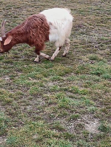 Keçilər, çəpişlər: Çəpiş keçi qoyun sürü və ya tək tək satram. Qiymet ferqlidirMəhsul — 9