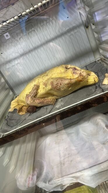 Ördəklər: Dişi, | Lal ördək, Damazlıq — 8