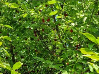 Kommersiya daşınmaz əmlakının satışı: Zaqatalada geniş həyətyanı sahəsi olan fərdi yaşayış evi - 2 — 7