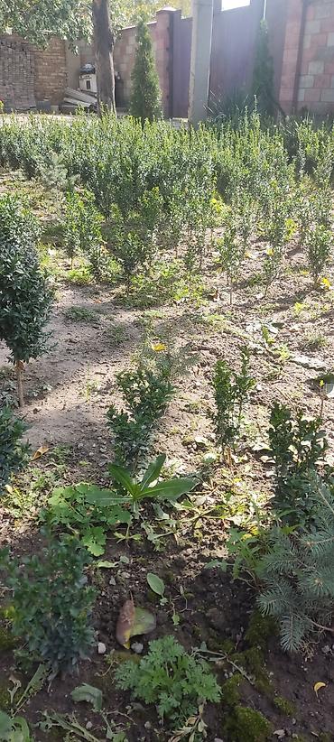 семена ель: В наличие около 500 кустов Самшит (Buxus sempervirens) – декоративные — 3