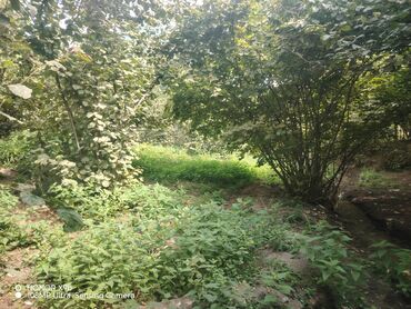 вилла для продажи: 29 sot, Kupça (Çıxarış)