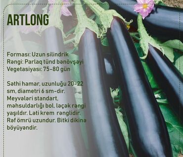 Toxumlar: Aluzze qarpiz toxumu — 12