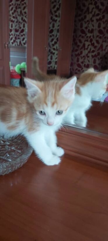 абиссинская кошка купить: Отдам в хорошие добрые руки котят с уникальным окрасом, сочетающим