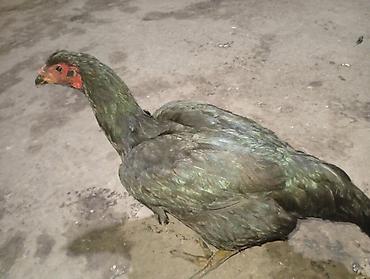 Куры, петухи: Продаю | Куры | Домашняя | Для разведения — 7