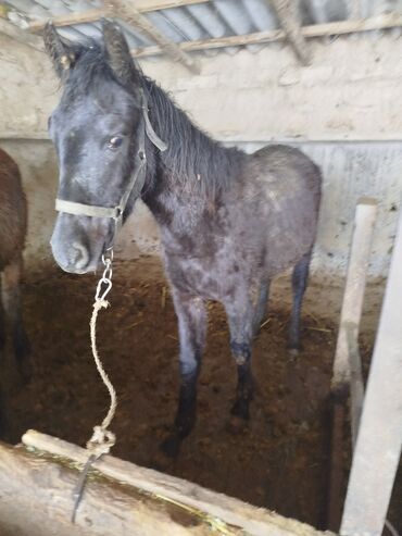 Лошади, кони: Продаю | Жеребенок | Для разведения — 4
