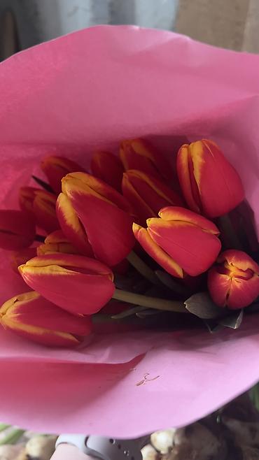 Букеты из живых цветов: ГОЛЛАНДСКИЕ ТЮЛЬПАНЫ К 8 МАРТА 🌷 Высота 60–70 см - крупные бутоны at lalafo.kg — 11 Букеты из живых цветов: ГОЛЛАНДСКИЕ ТЮЛЬПАНЫ К 8 МАРТА 🌷 Высота 60–70 см - крупные бутоны — 11