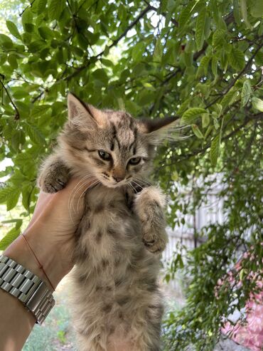переноски для кошек: Кошка даром: Беспородная, 3 месяца, Девочка, Приучена к лотку
