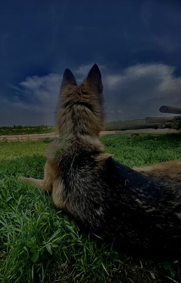собака кара балта: Немецский Овчарка таза кандуу паспорту бар ден соолугу таза баасын