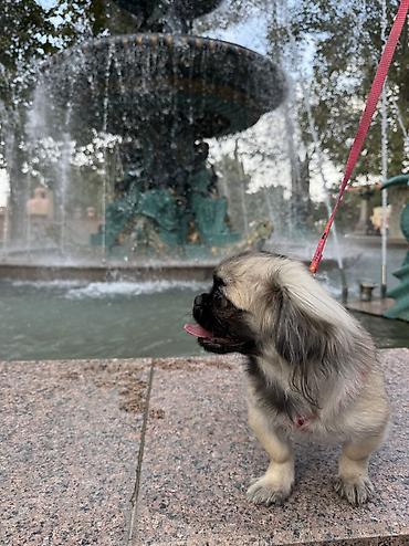 itlerin davasi: Pekines, Dişi — 1
