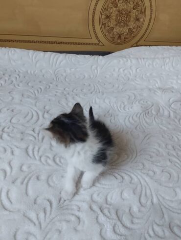 идентификация киви кошелька в кыргызстане бесплатно: Отдам даром Котята домашние, короткошёрстные. Описание: Все едят -